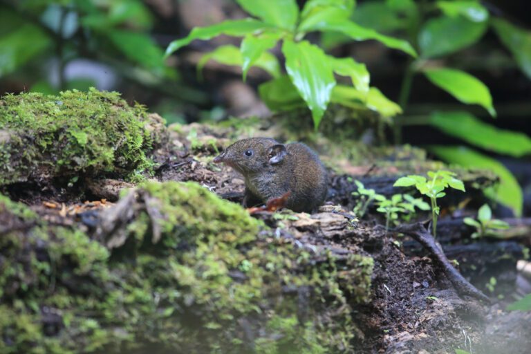Wow! These 5 New Animal Species Were Discovered in 2023 Science in