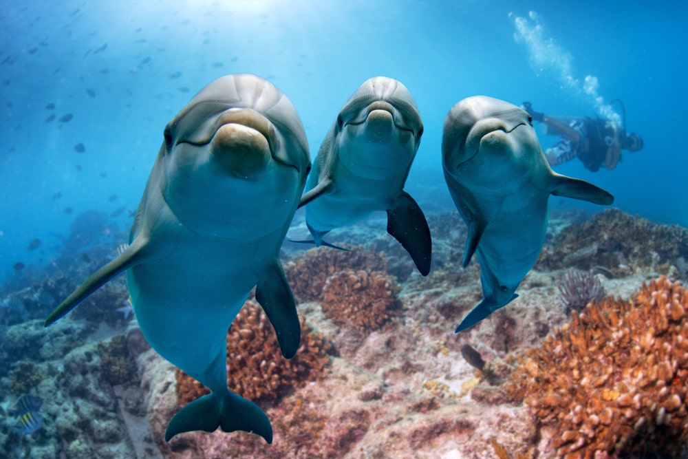 dolphins