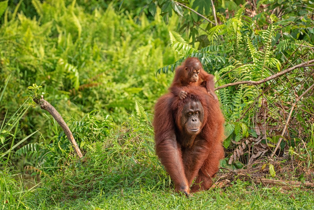 orangutans