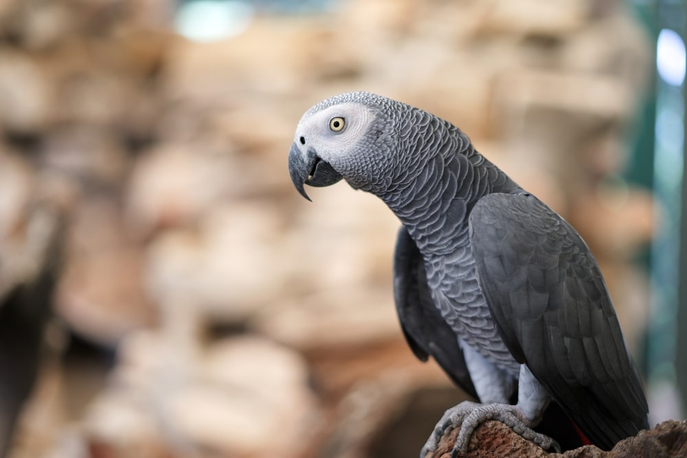 african parrot