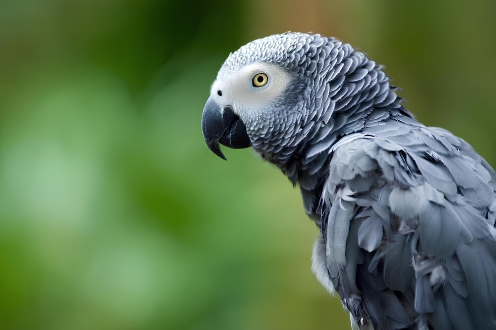 african parrot