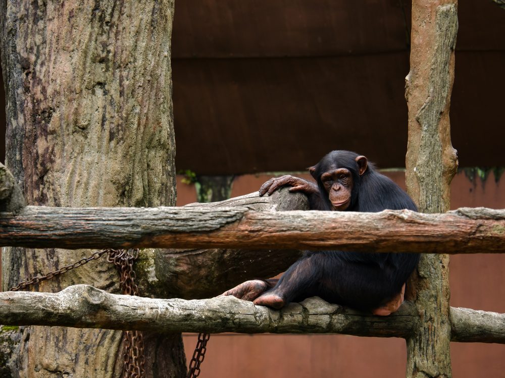 share with chimpanzees