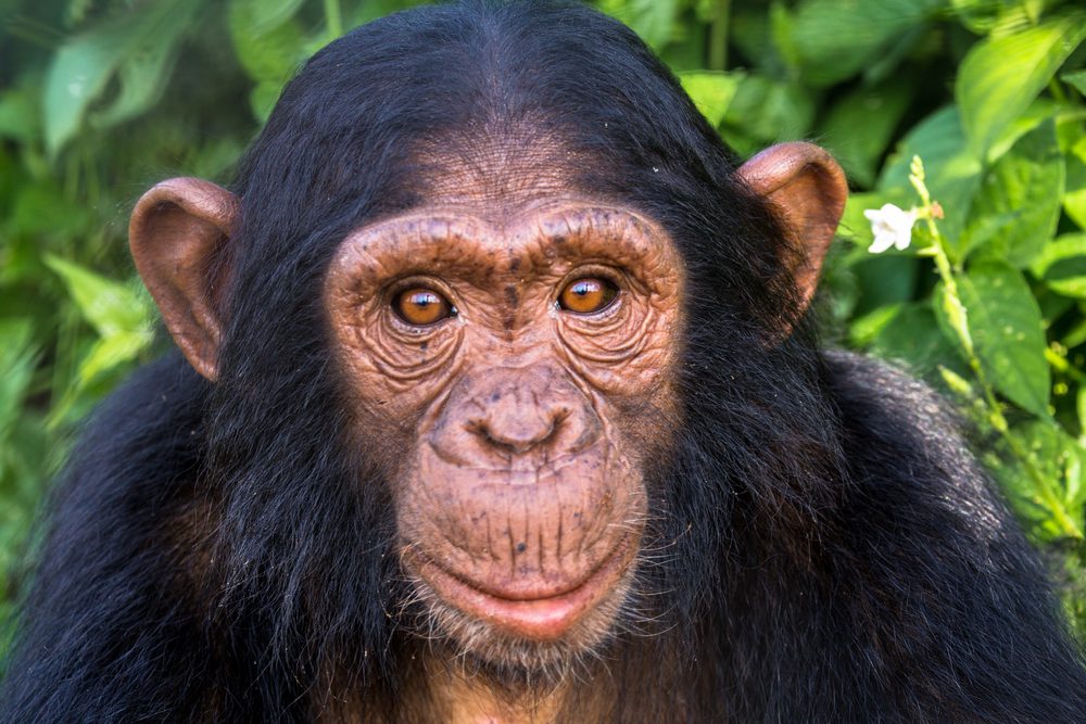 traits we share with chimpanzees