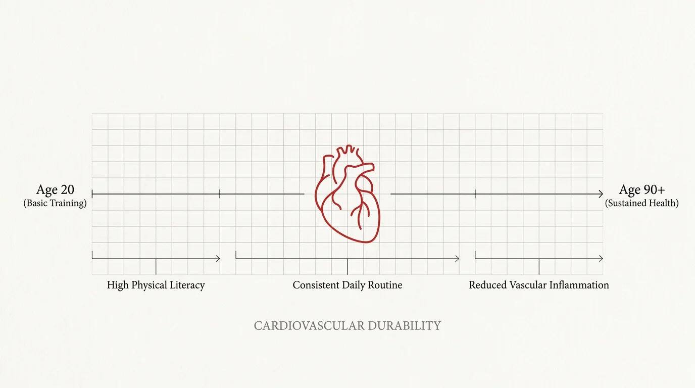 A minimalist medical diagram illustrating cardiovascular durability over a timeline from youth to extreme old age.