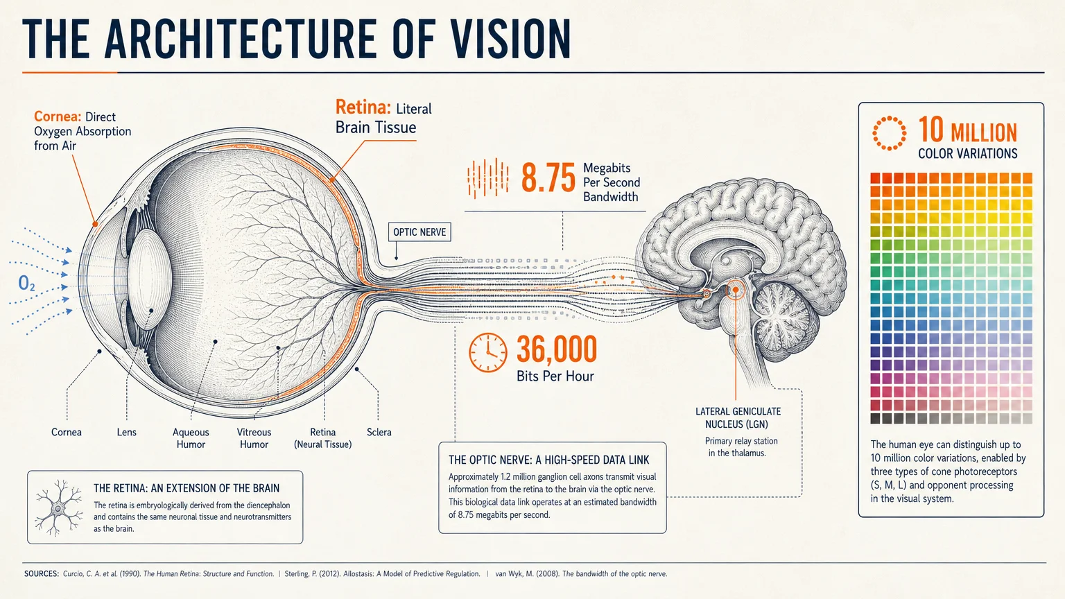 A technical science diagram illustrating the retina's connection to the brain, data transmission speeds, and corneal oxygen absorption.